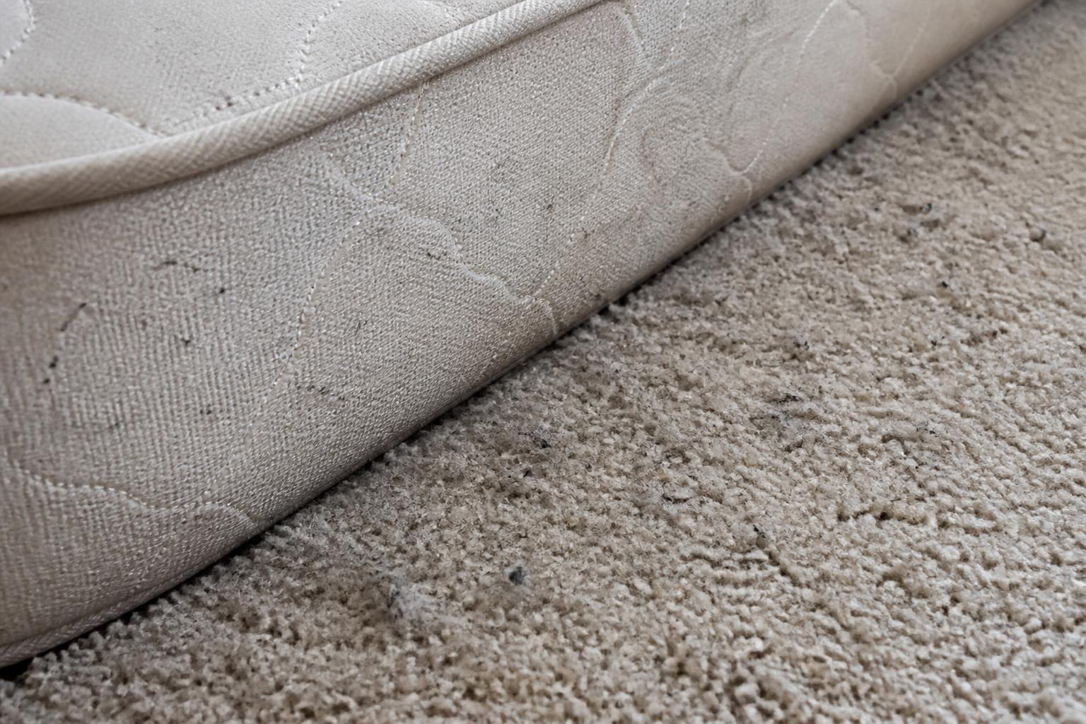 Mites de poussière : assainir son intérieur naturellement pour un air plus sain au quotidien 2 découvrez comment éliminer naturellement les mites de poussière pour purifier votre intérieur et respirer un air plus sain chaque jour.