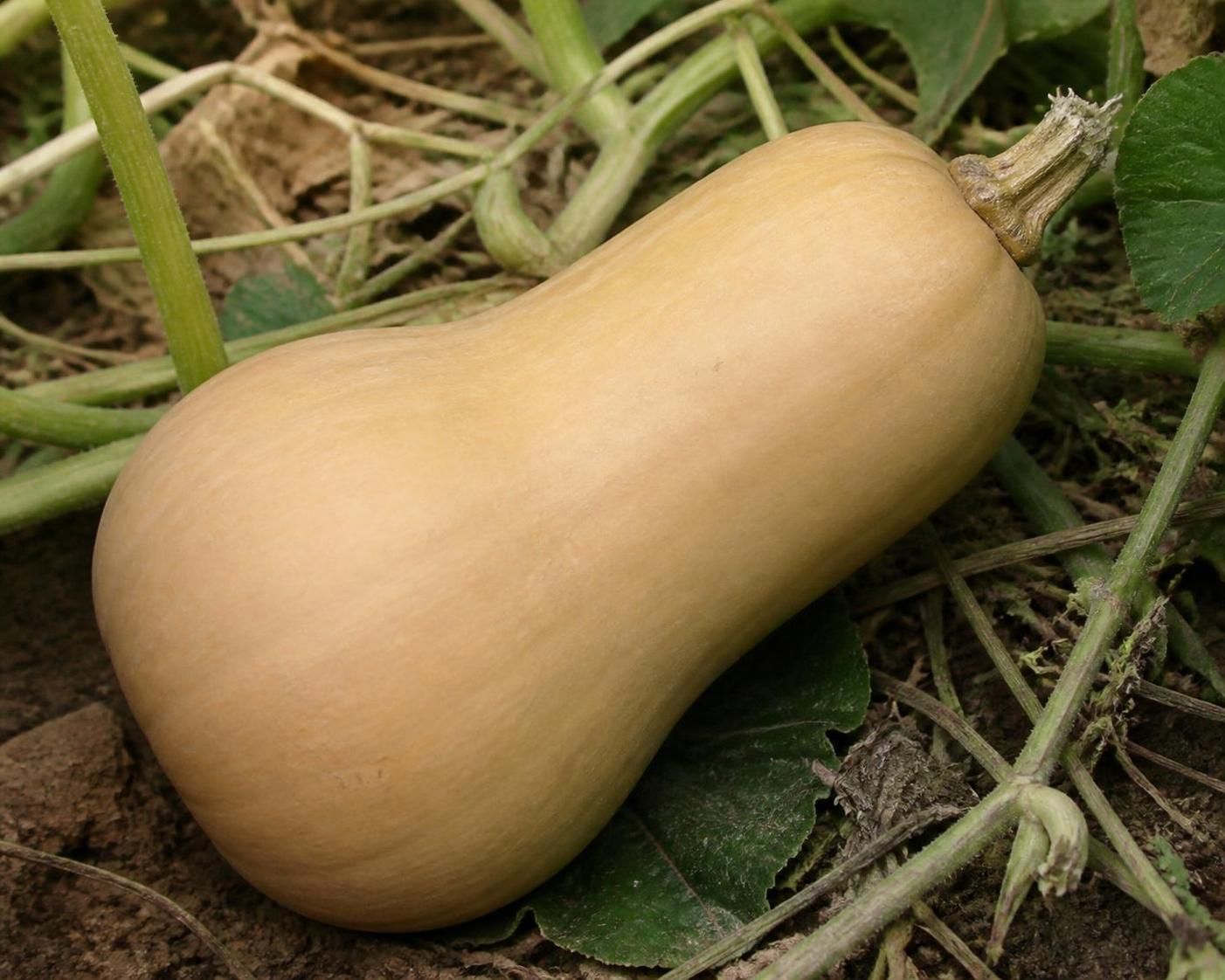apprenez à reconnaître le bon moment pour ramasser les butternuts, identifier leur maturité et découvrir les meilleures méthodes pour bien conserver votre récolte.