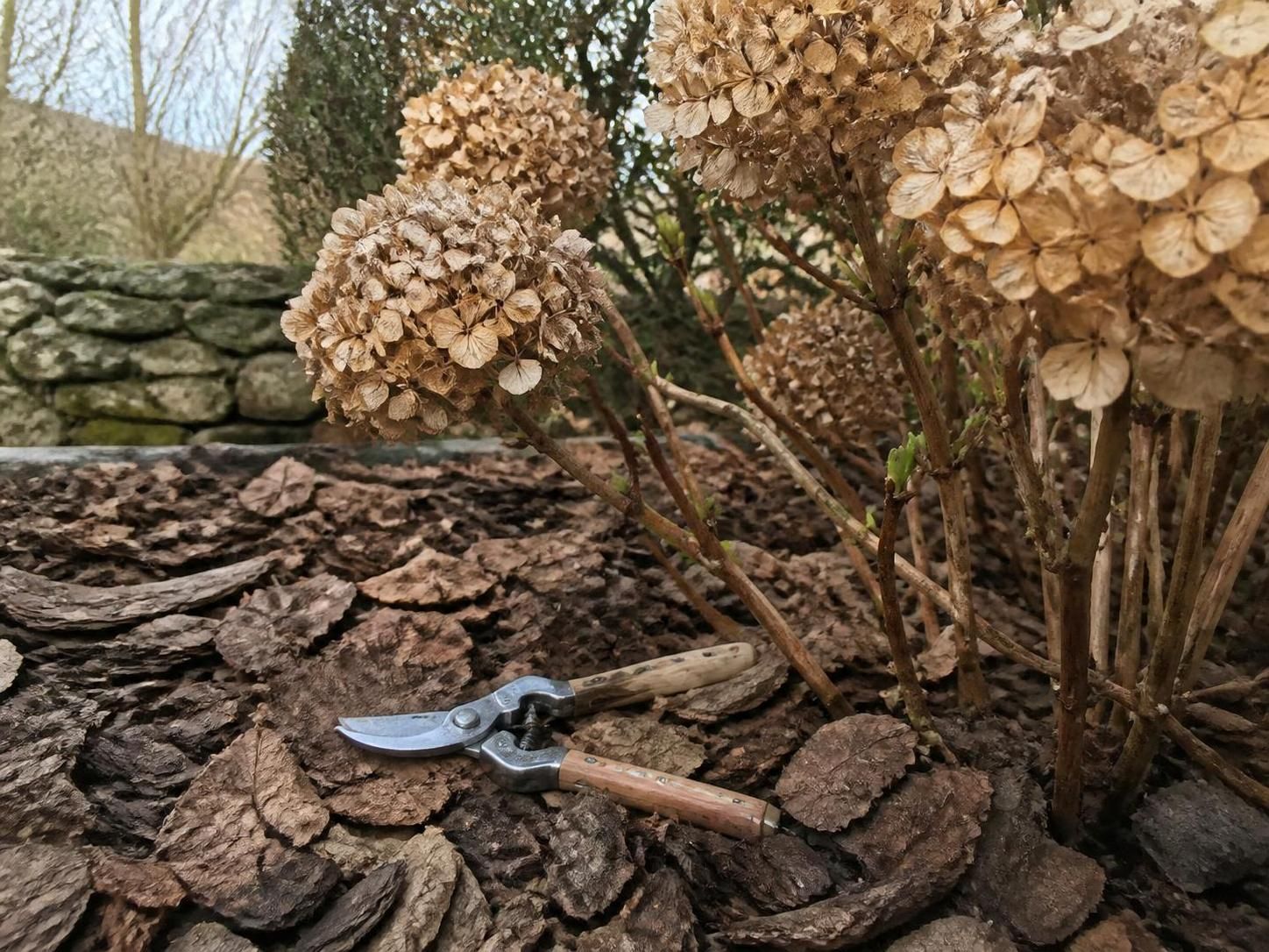 Floraison des hortensias : le guide pour tailler sans compromettre les bourgeons à venir 2 découvrez comment tailler vos hortensias sans abîmer les bourgeons à venir grâce à notre guide complet sur la floraison des hortensias. astuces et conseils pratiques pour un jardin fleuri toute la saison.