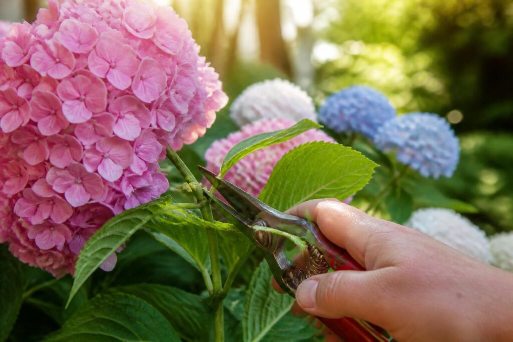 découvrez comment tailler vos hortensias sans risquer d'endommager les bourgeons et assurer une floraison abondante grâce à notre guide complet.