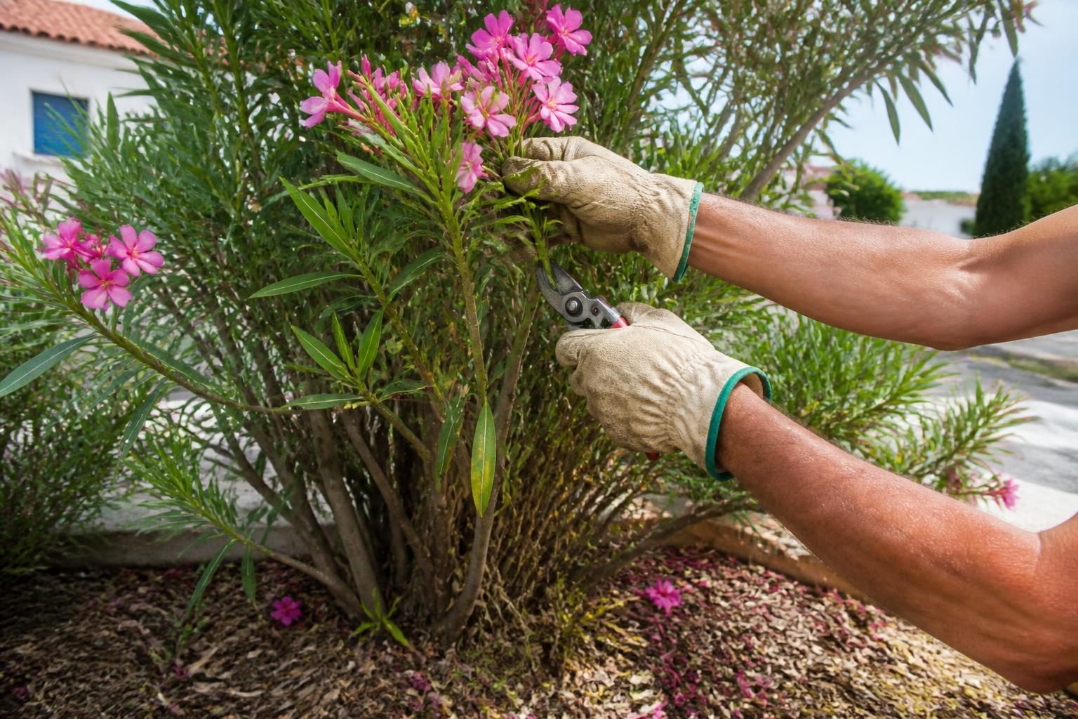 apprenez à tailler votre laurier rose en pleine terre au bon moment grâce à notre guide saisonnier, afin de préserver sa vitalité et d'encourager une floraison abondante.