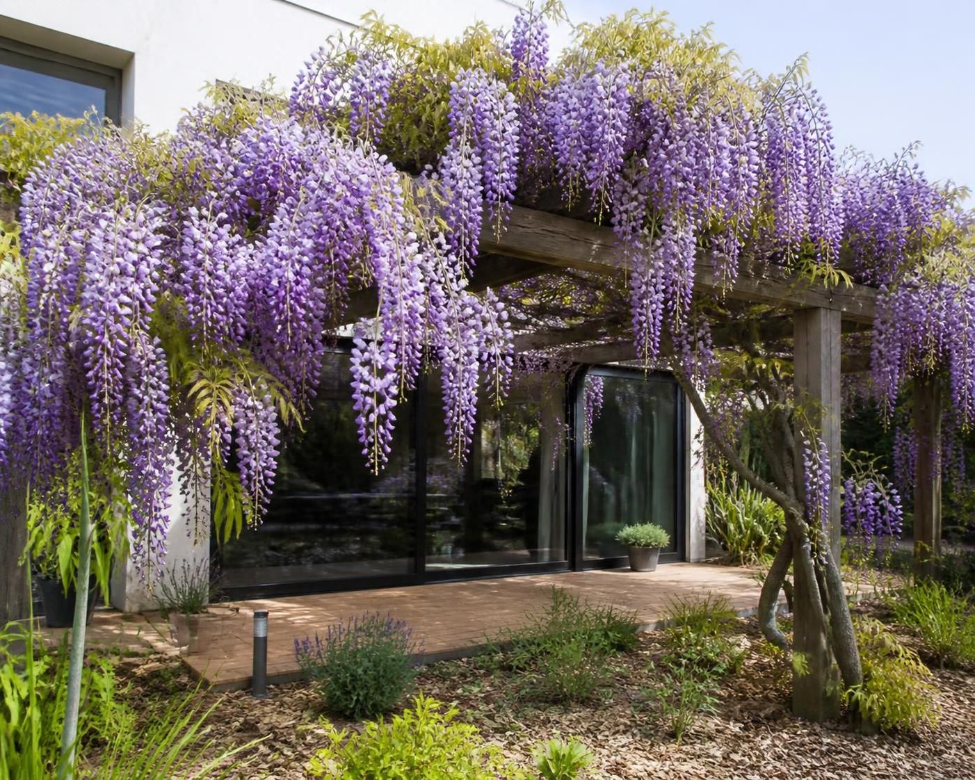 Le guide essentiel pour tailler ta glycine au bon moment sans compromettre sa magnifique floraison 2 découvrez comment tailler votre glycine au moment idéal pour préserver sa floraison abondante et magnifique grâce à notre guide essentiel.