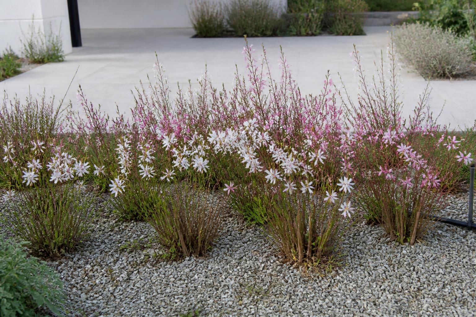 Jardinage : le moment idéal pour tailler les gauras et stimuler une floraison éclatante 2 découvrez quand et comment tailler vos gauras pour favoriser une floraison abondante et éclatante. suivez nos conseils de jardinage pour un résultat optimal toute la saison.
