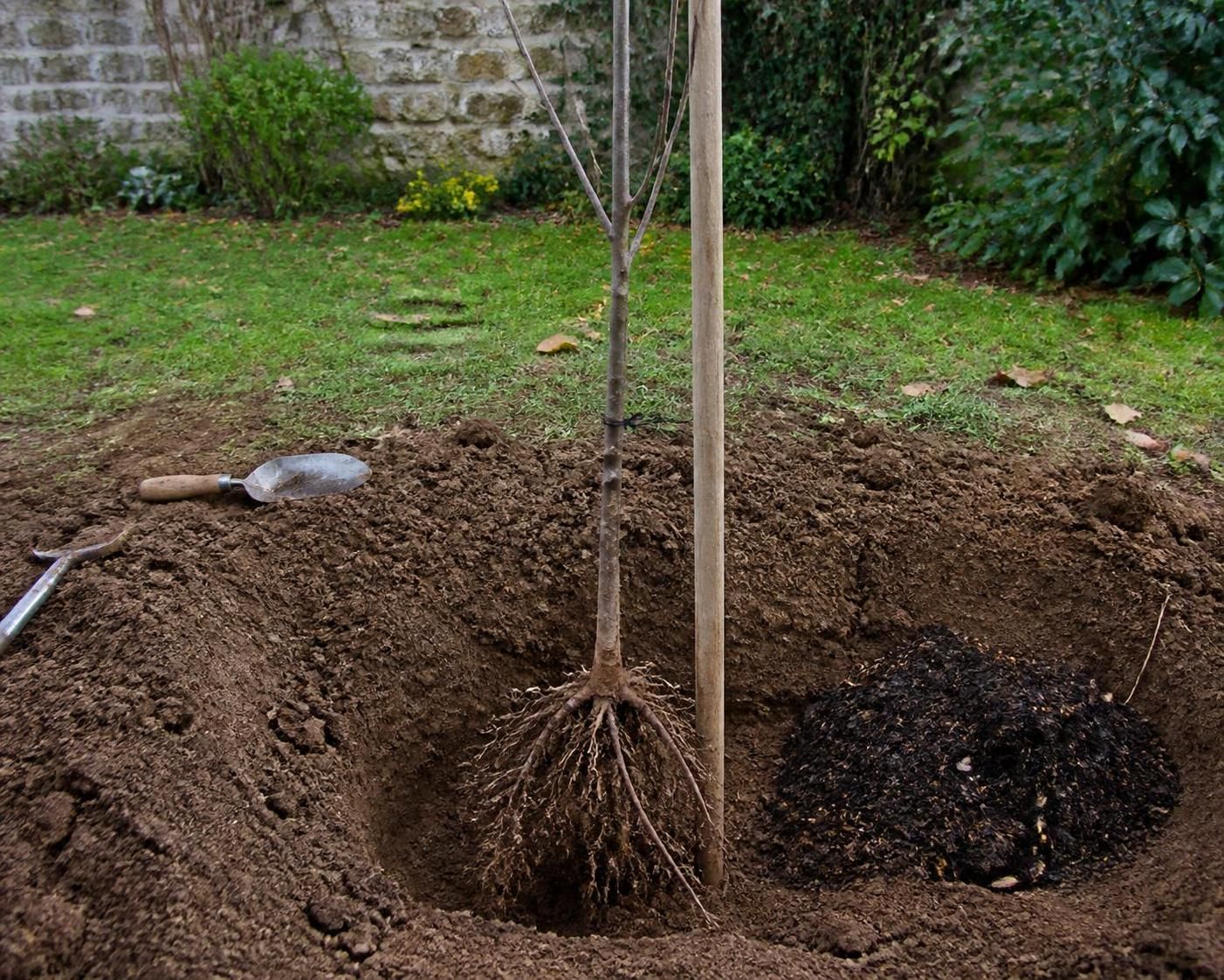 Le guide idéal pour planter votre arbre fruitier au bon moment selon votre climat 2 découvrez comment planter votre arbre fruitier au moment optimal en fonction de votre climat grâce à notre guide complet et facile à suivre.